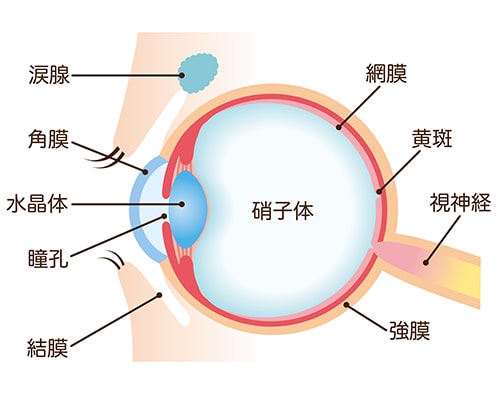 日帰り硝子体手術